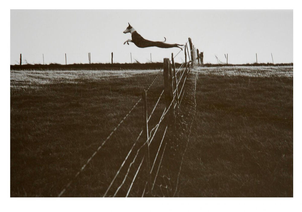 Leaping Lurcher