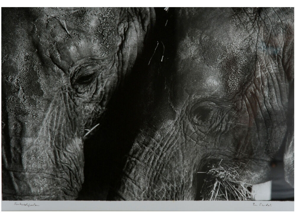 Sirkuselefanter