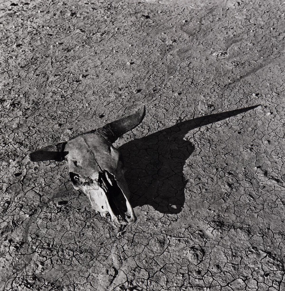 Skull, Badlands, South Dakota