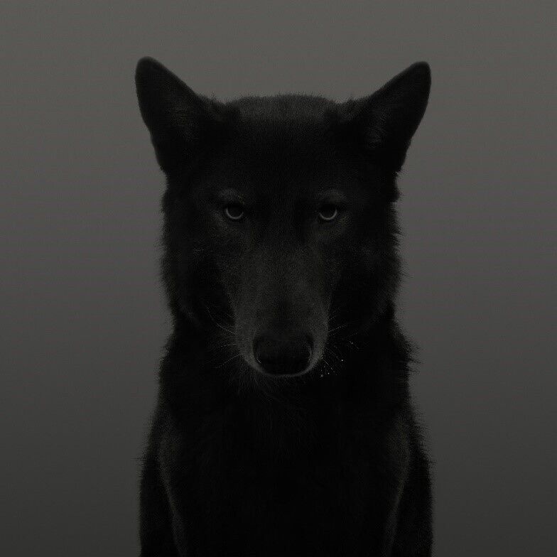 Black Wolf, The Palms